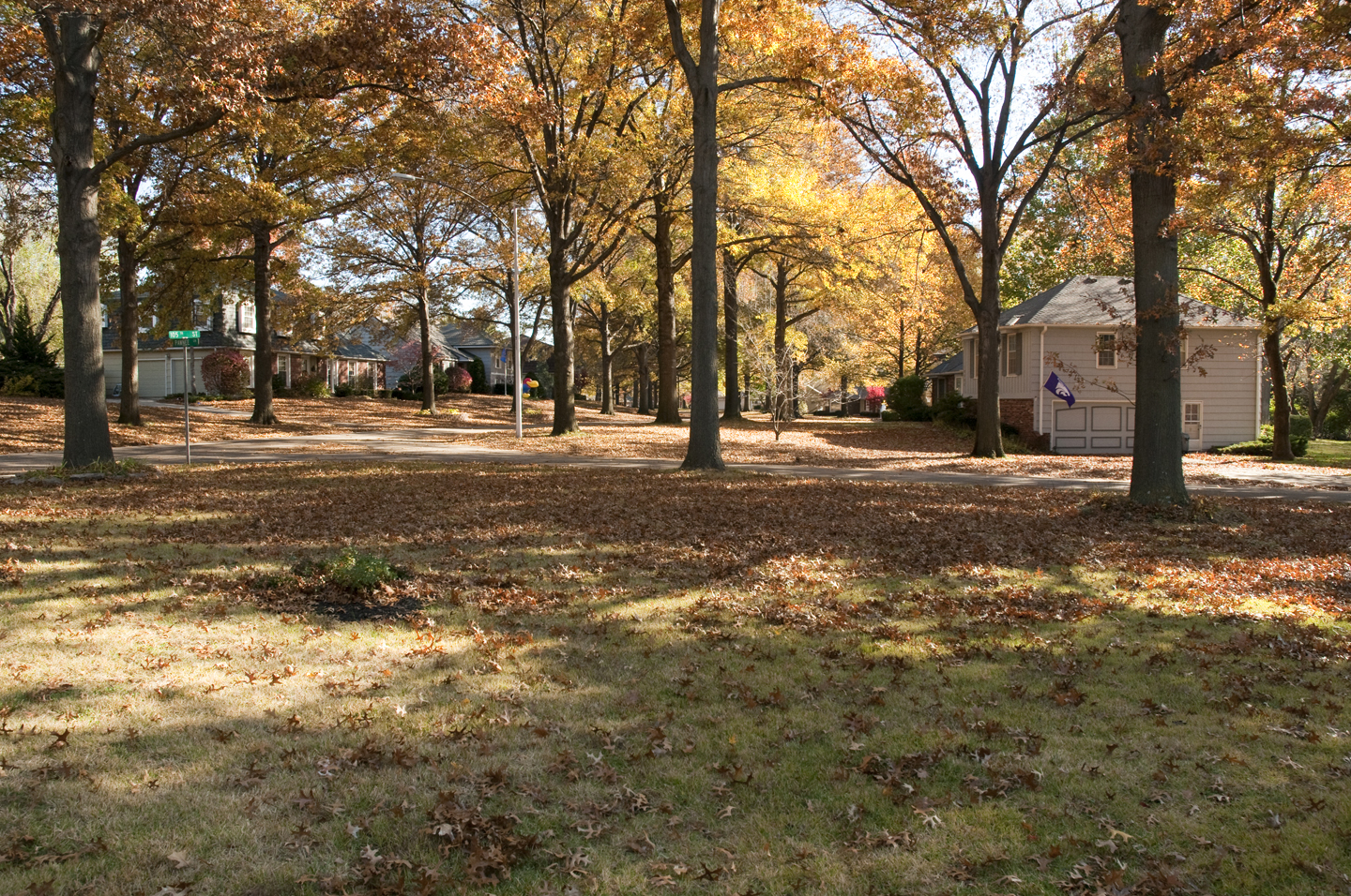 No trellises No trellises