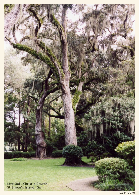 Live Oak